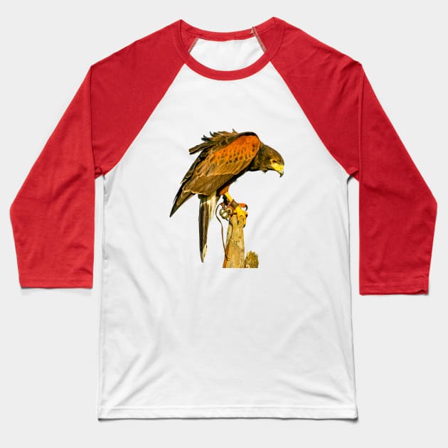 Harris Hawk on alert Baseball T-Shirt by dalyndigaital2@gmail.com